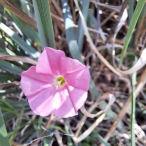 Convolvulus angustissimus subsp. angustissimus at Croke Place Grassland (CPG) - 5 Nov 2023