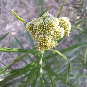 Cassinia longifolia at Croke Place Grassland (CPG) - 5 Nov 2023