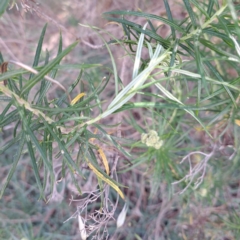 Cassinia longifolia at Croke Place Grassland (CPG) - 5 Nov 2023