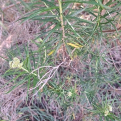 Cassinia longifolia at Croke Place Grassland (CPG) - 5 Nov 2023 04:13 PM