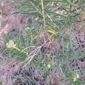 Cassinia longifolia at Croke Place Grassland (CPG) - 5 Nov 2023