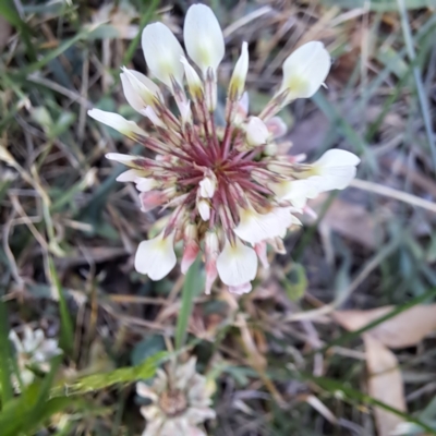 Trifolium repens (White Clover) at McKellar, ACT - 5 Nov 2023 by abread111