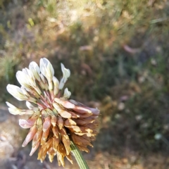 Trifolium repens at Croke Place Grassland (CPG) - 5 Nov 2023 04:23 PM