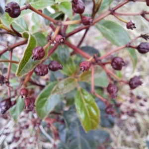 Viburnum tinus at McKellar, ACT - 5 Nov 2023