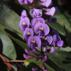 Hardenbergia violacea (False Sarsaparilla) at Molonglo Valley, ACT - 23 Jul 2023 by michaelb