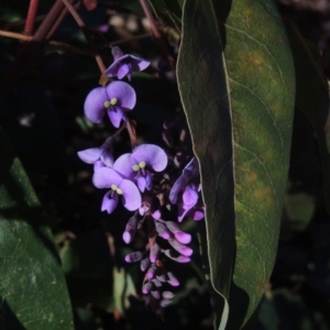 Hardenbergia violacea at Molonglo Valley, ACT - 23 Jul 2023 04:27 PM