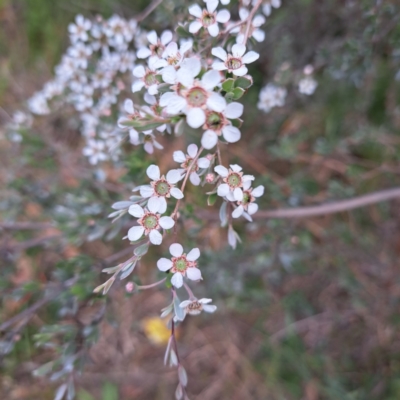 Leptospermum sp. (Tea Tree) at McKellar, ACT - 5 Nov 2023 by abread111