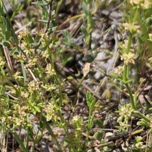 Galium gaudichaudii at Belconnen, ACT - 28 Oct 2023