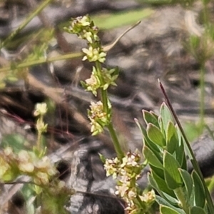 Galium gaudichaudii at Belconnen, ACT - 28 Oct 2023