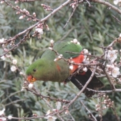Alisterus scapularis (Australian King-Parrot) at Conder, ACT - 14 Aug 2023 by michaelb
