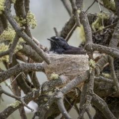 Rhipidura leucophrys (Willie Wagtail) at Bellmount Forest, NSW - 5 Nov 2023 by trevsci