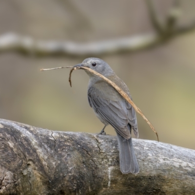 Colluricincla harmonica (Grey Shrikethrush) at Bellmount Forest, NSW - 5 Nov 2023 by trevsci