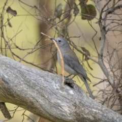 Colluricincla harmonica at Bellmount Forest, NSW - 5 Nov 2023 12:06 PM