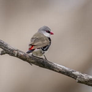 Stagonopleura guttata at Bellmount Forest, NSW - 5 Nov 2023