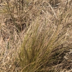 Nassella trichotoma (Serrated Tussock) at Latham, ACT - 6 Nov 2023 by rbannister