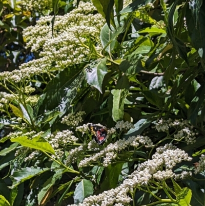 Delias harpalyce (Imperial Jezebel) at ANBG - 2 Nov 2023 by rbannister