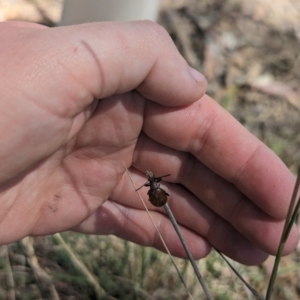 Ecnolagria sp. (genus) at Umbagong District Park - 6 Nov 2023