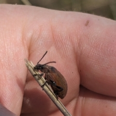 Ecnolagria sp. (genus) at Umbagong District Park - 6 Nov 2023