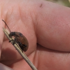 Ecnolagria sp. (genus) at Umbagong District Park - 6 Nov 2023