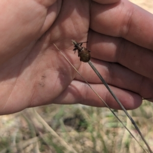 Ecnolagria sp. (genus) at Umbagong District Park - 6 Nov 2023