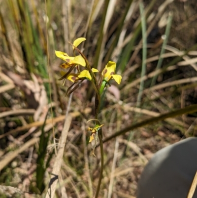 Diuris sulphurea (Tiger Orchid) at Kaleen, ACT - 2 Nov 2023 by rbannister