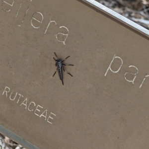 Cerdistus sp. (genus) at ANBG - 2 Nov 2023