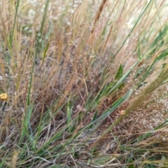 Anthosachne scabra (Common Wheat-grass) at Florey, ACT - 5 Nov 2023 by rbannister