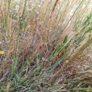 Anthosachne scabra at Florey, ACT - 5 Nov 2023