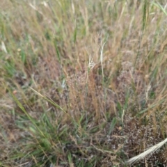 Anthosachne scabra at Florey, ACT - 5 Nov 2023