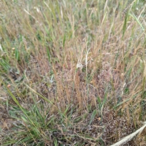 Anthosachne scabra at Florey, ACT - 5 Nov 2023