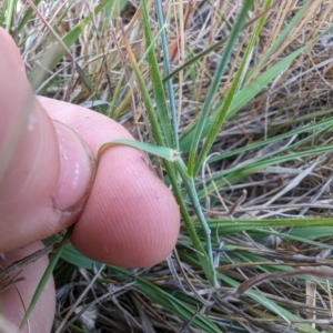 Anthosachne scabra at Florey, ACT - 5 Nov 2023