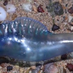 Physalia sp. (genus) at Wellington Point, QLD - 4 Nov 2023 by TimL