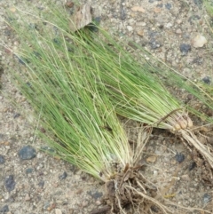 Nassella tenuissima at Fraser, ACT - 8 Dec 2015 11:00 AM