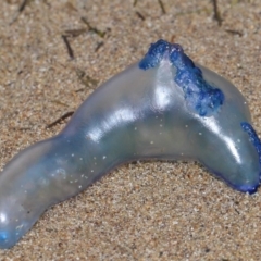 Unidentified Other cnidarian at Wellington Point, QLD - 4 Nov 2023 by TimL