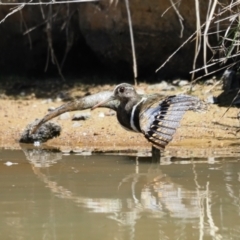 Rostratula australis (Australian Painted-snipe) at Molonglo Valley, ACT - 6 Nov 2023 by Caric