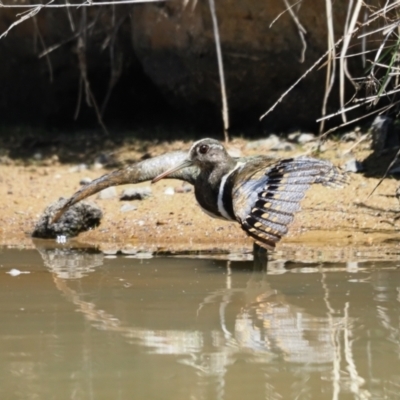 Rostratula australis (Australian Painted-snipe) at National Arboretum Forests - 6 Nov 2023 by Caric