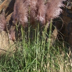 Cortaderia jubata (Pink Pampas Grass) at Kenny, ACT - 2 Nov 2010 by Steve818