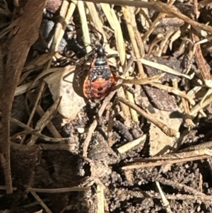 Dindymus versicolor at Kangaroo Valley, NSW - suppressed