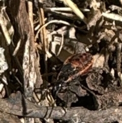 Dindymus versicolor at Kangaroo Valley, NSW - suppressed