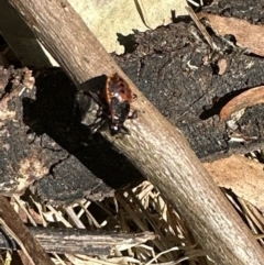 Dindymus versicolor at Kangaroo Valley, NSW - suppressed