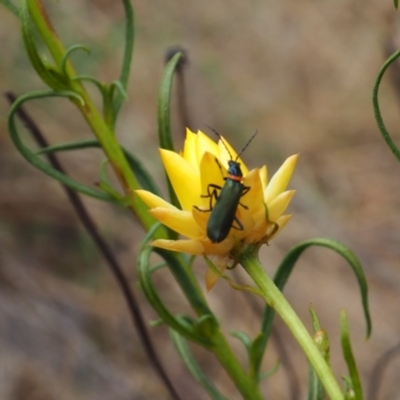 Chauliognathus lugubris (Plague Soldier Beetle) at Griffith Woodland - 5 Nov 2023 by JodieR