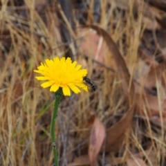 Syrphini (tribe) (Unidentified syrphine hover fly) at Griffith, ACT - 5 Nov 2023 by JodieR