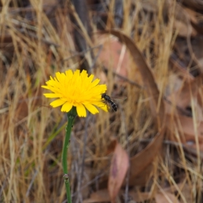 Syrphini (tribe) (Unidentified syrphine hover fly) at Griffith, ACT - 5 Nov 2023 by JodieR