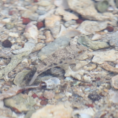 Tetractenos glaber (Smooth Toadfish) at Wellington Point, QLD - 5 Nov 2023 by TimL