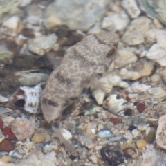 Tetractenos glaber at Wellington Point, QLD - 5 Nov 2023 09:12 AM
