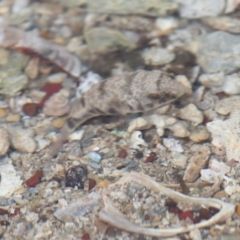 Tetractenos glaber at Wellington Point, QLD - 5 Nov 2023 09:12 AM