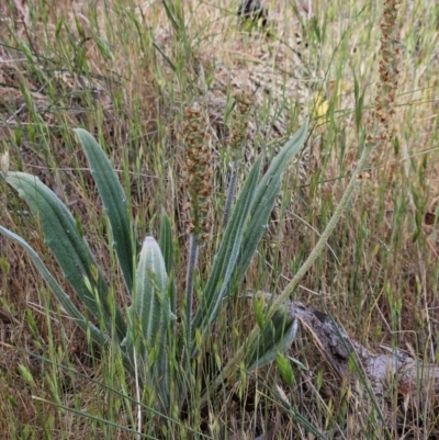 Plantago varia (Native Plaintain) at Belconnen, ACT - 28 Oct 2023 by sangio7