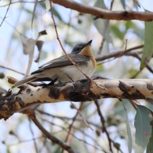 Myiagra rubecula at Belconnen, ACT - 6 Nov 2023