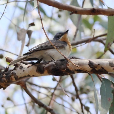 Myiagra rubecula (Leaden Flycatcher) at Belconnen, ACT - 6 Nov 2023 by Trevor