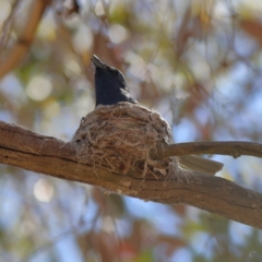 Myiagra rubecula at Belconnen, ACT - 6 Nov 2023